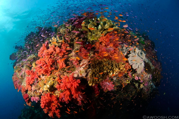 Soft Corals Fiji